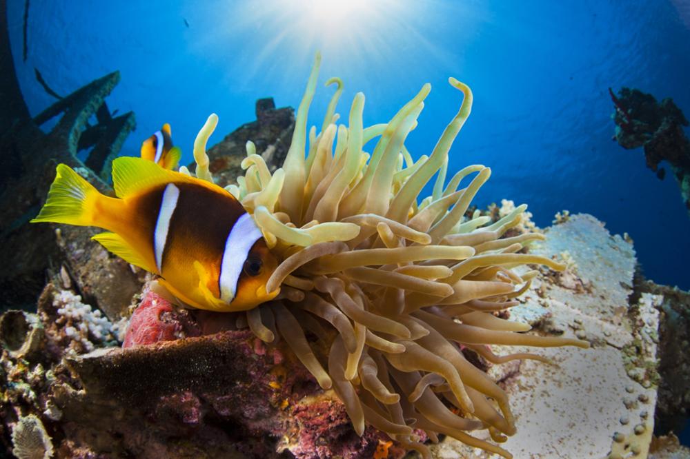 Les meilleurs spots de plongée à Aqaba en Jordanie